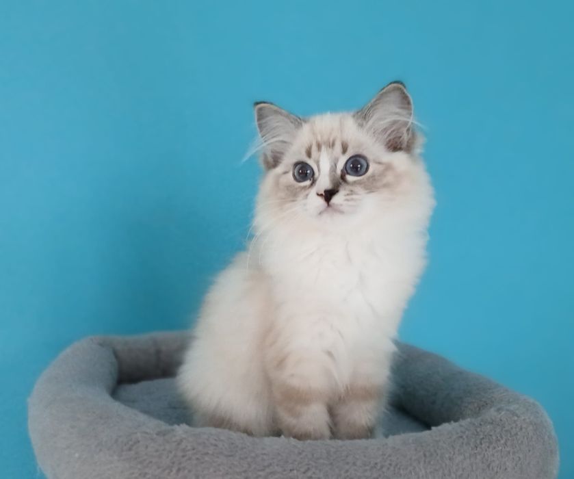 Piękna dziewczynka  Ragdoll