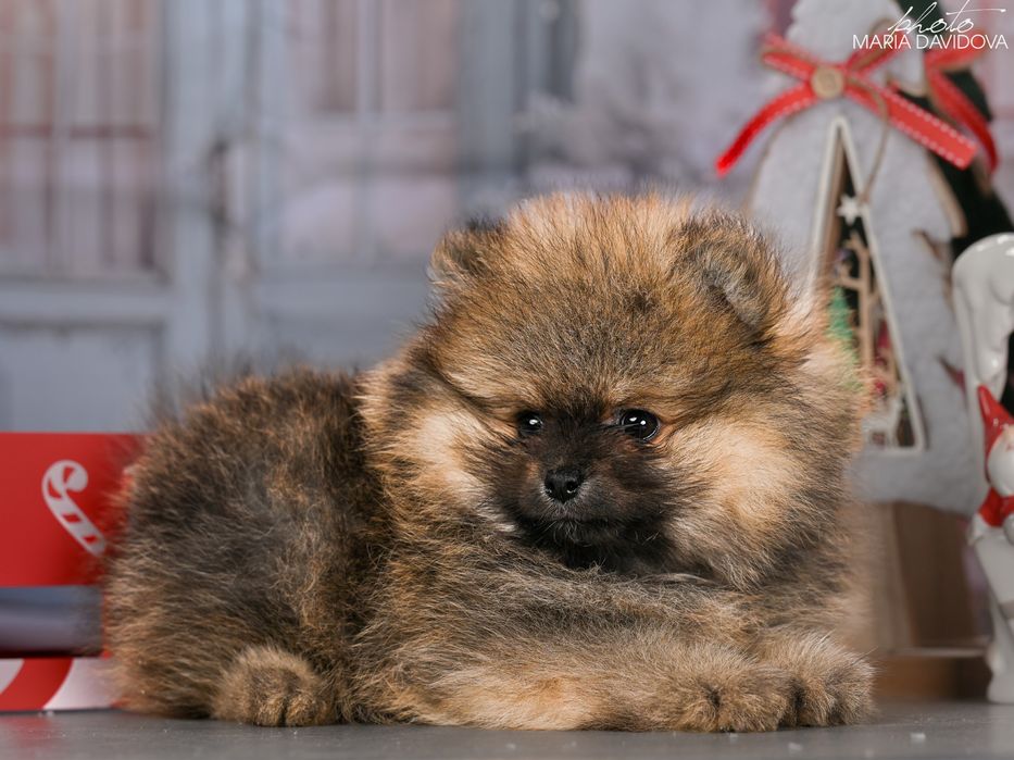 Цуценя померанський шпіц / щенок померанский шпиц