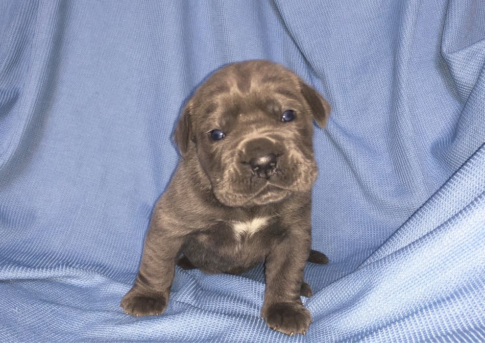 Дівчинка кане корсо