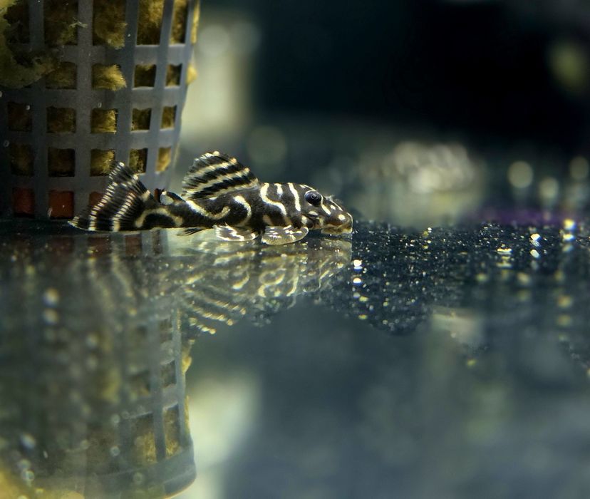 Zbrojnik L333 (King Tiger Pleco)