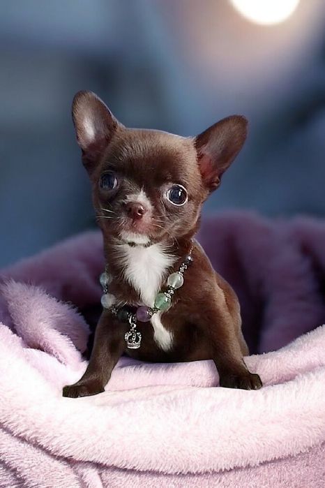 девочка чихуахуа шоколадного окраса