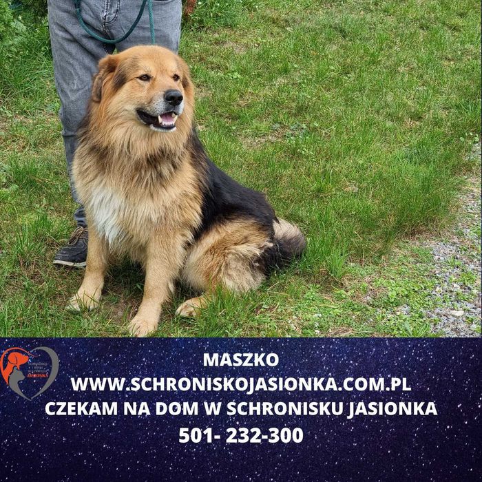 Maszko do adopcji – Schronisko Jasionka