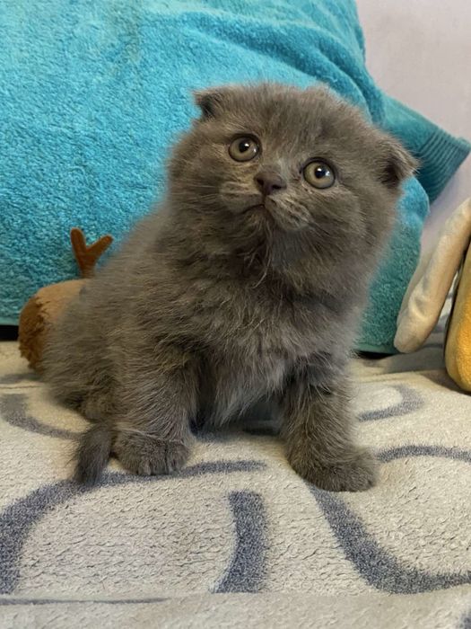 Продам британських котенят