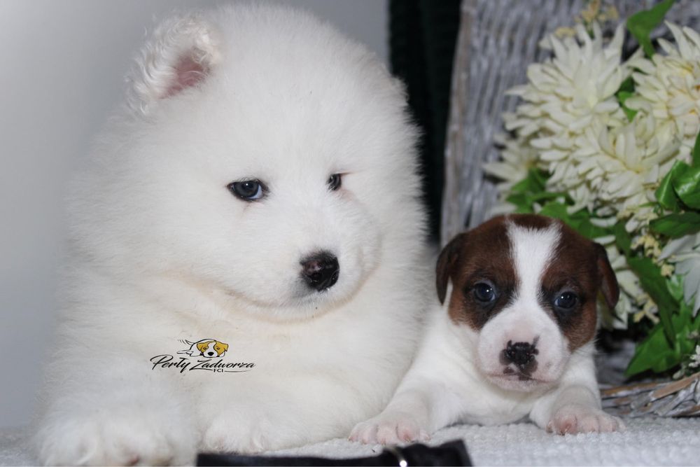 Piesek Samoyed *ZKwP FCI*