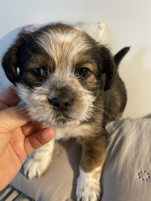 Piesek shih tzu z york malutkie