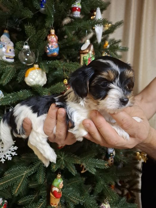 Продам Бівер і Біро йорк.