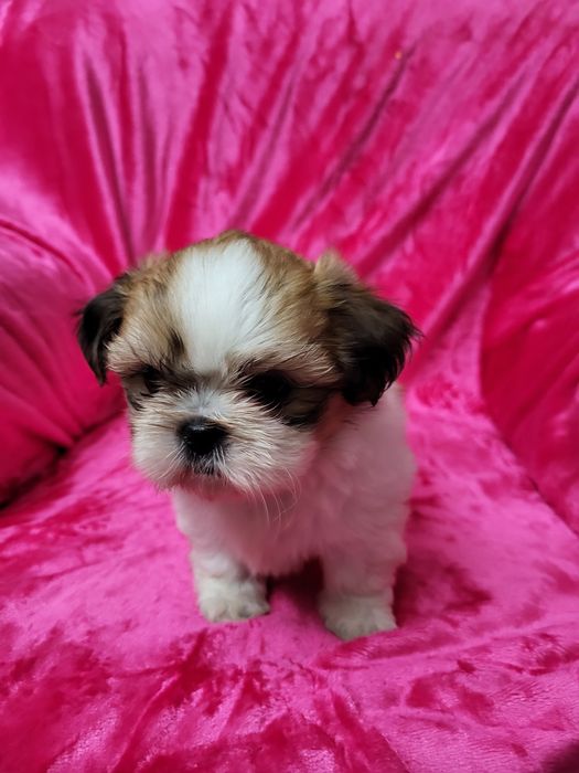 Excelente fêmea pequenina