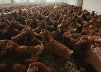 Kury Nioski Młode z Wysyłką! 1