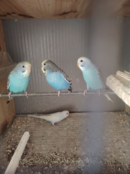 Periquitos para venda