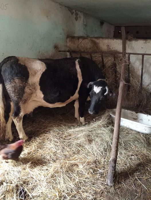 Продам корову  с.Лісок