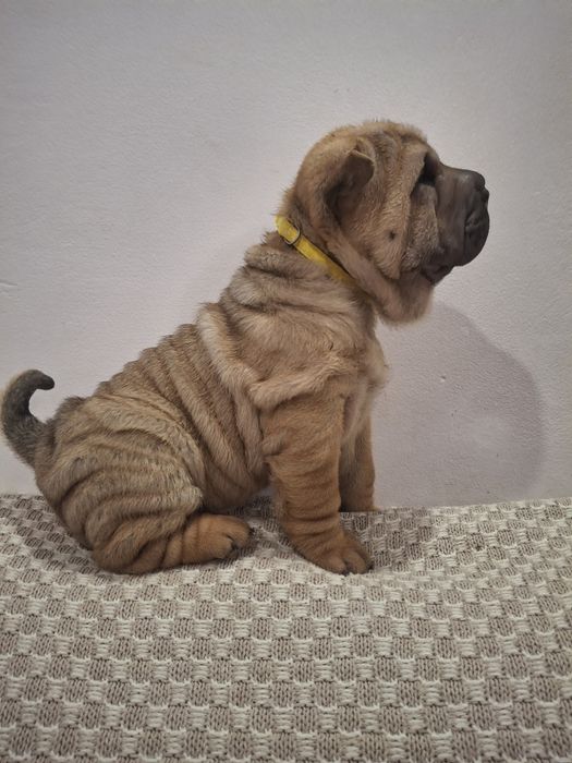 Шарпейчики антистресики