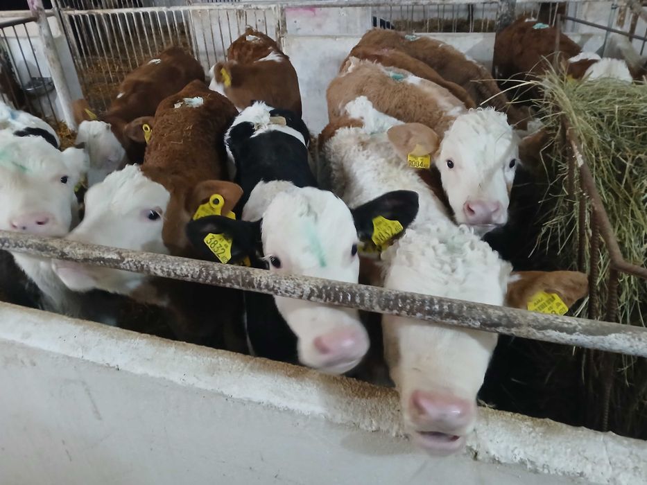 Cielęta Simentale, startery, odsadki, HF, Jałówki, Byczki, samodzielne