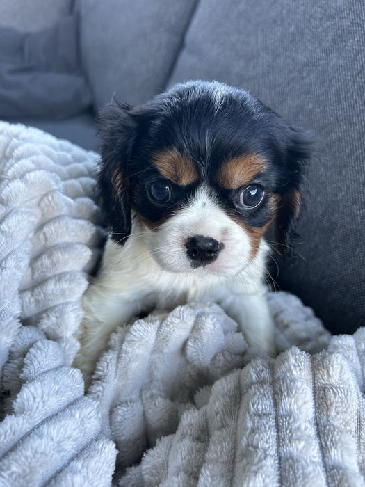 Suczka tricolor Cavalier King Charles Spaniel