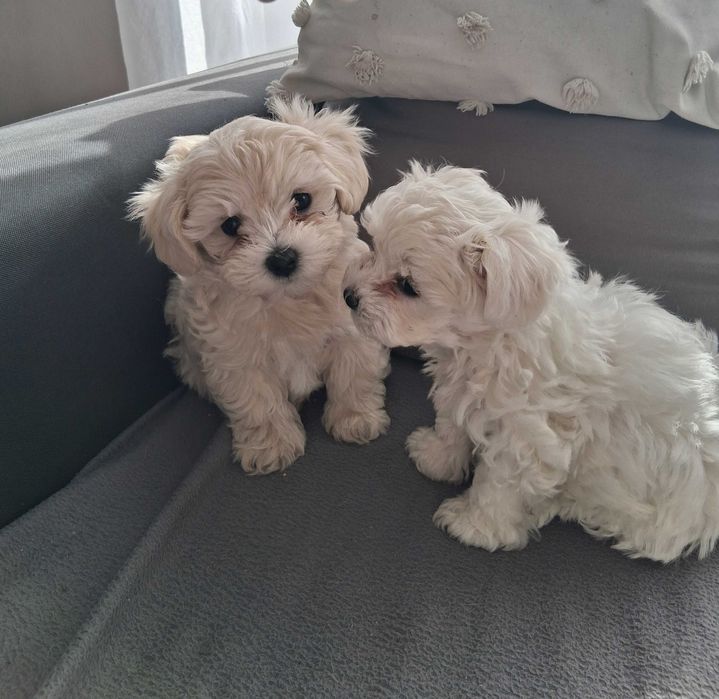 Maltipoo śliczne szczenięta