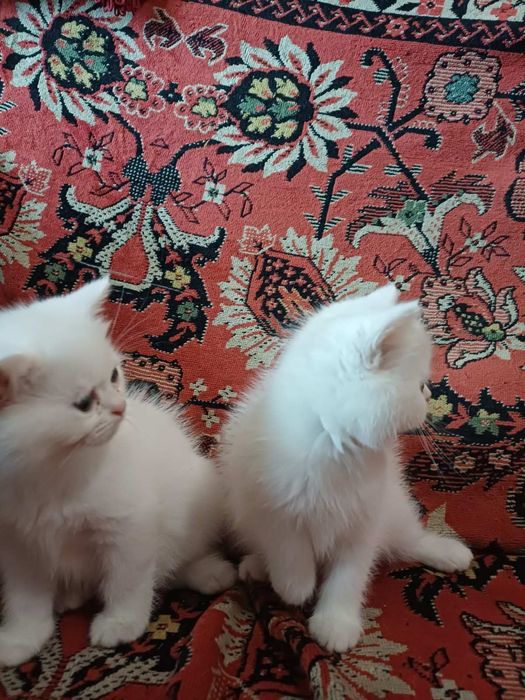 Котенята Екзоти.