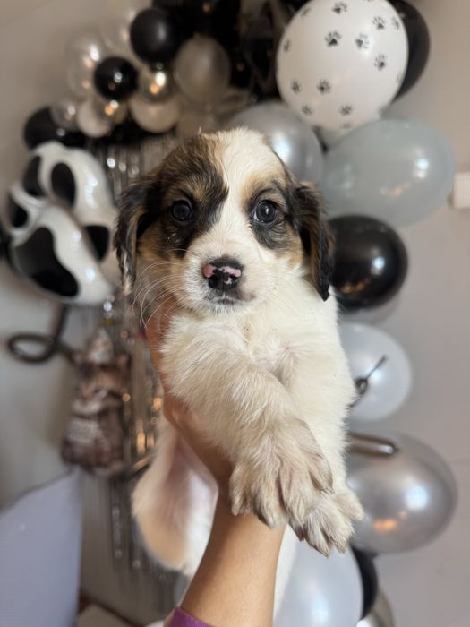 Цуценята спанієля,бронь