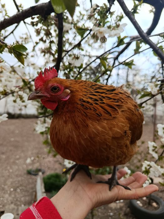 ИЯ бентамок продам