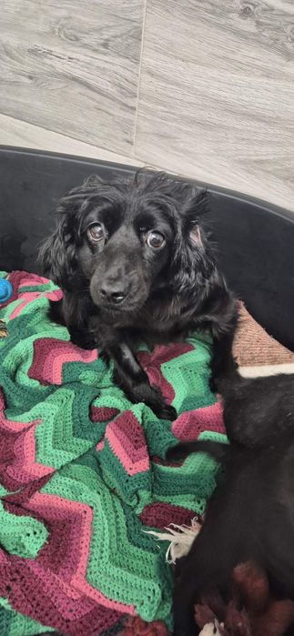 Mała suczka około 3 lata