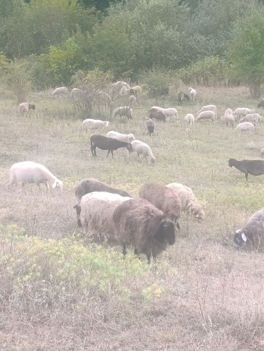 продам дійні вівці