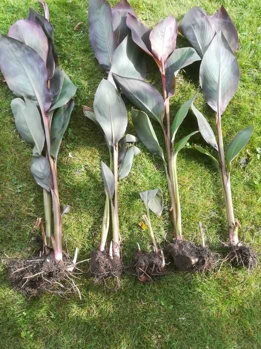 KANNA - Paciorecznik ( sadzonka )