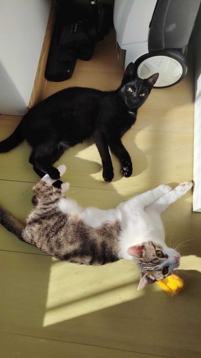 Serafinka szuka domu!