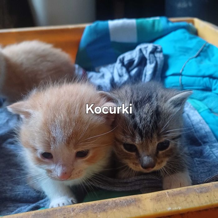 Oddam kociaki w dobre ręce