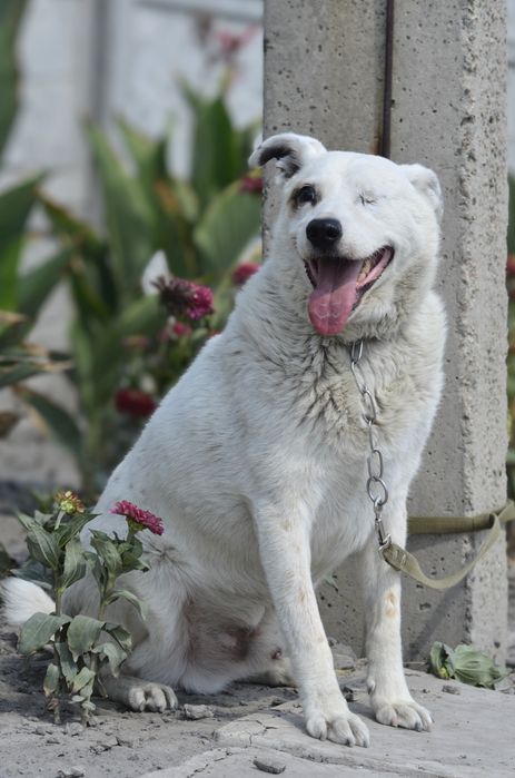 Джек ищет добрые руки