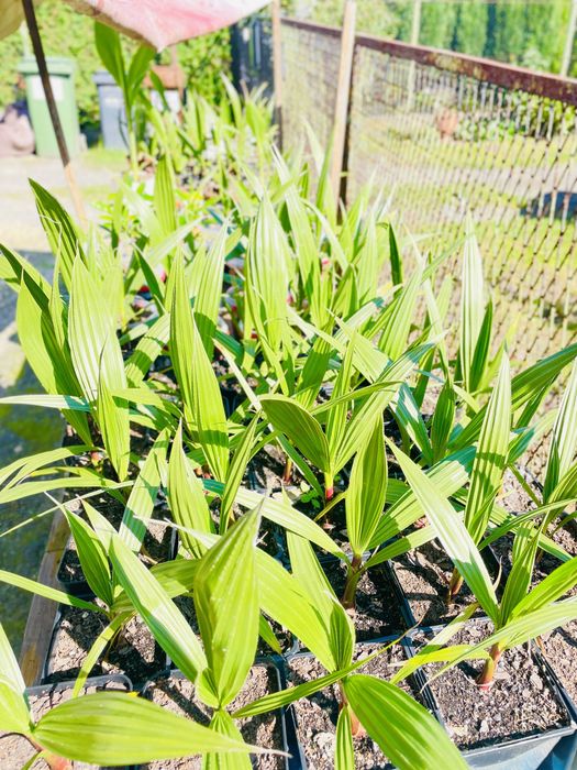 Waszyngtonia Robusta