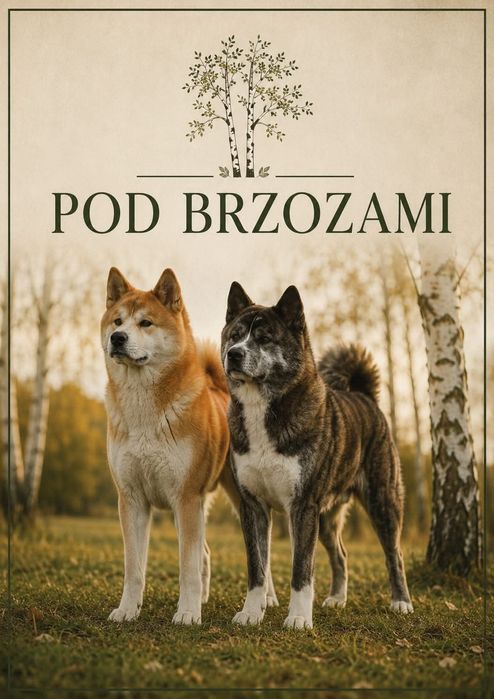 Szczeniaki Akita