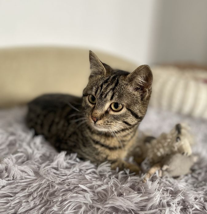 Котенок мальчик в добрые руки