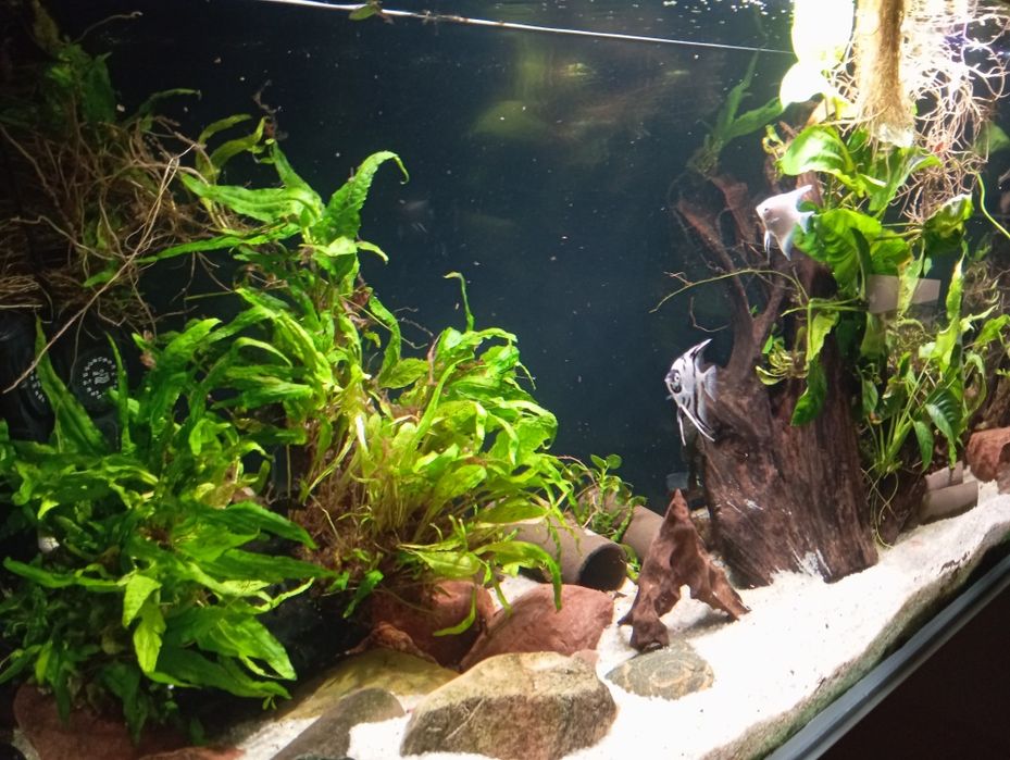 Akwarium Aquael glossy 405l