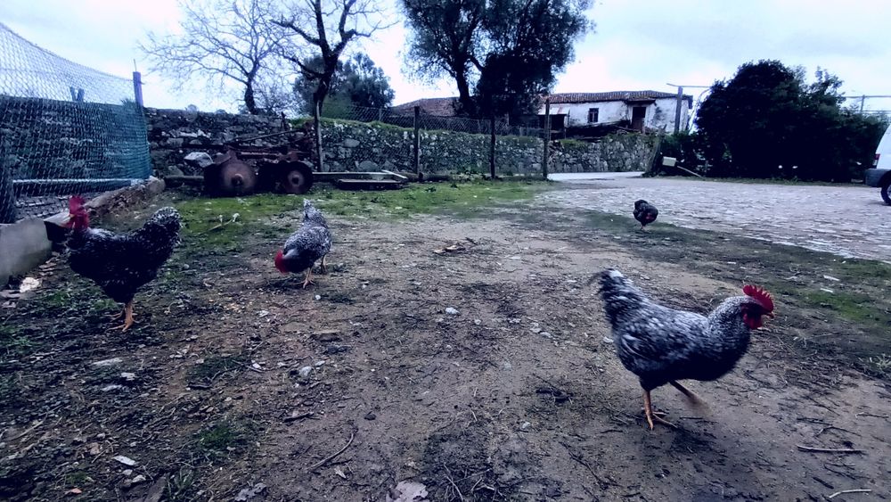 Ovos galinha pedrez