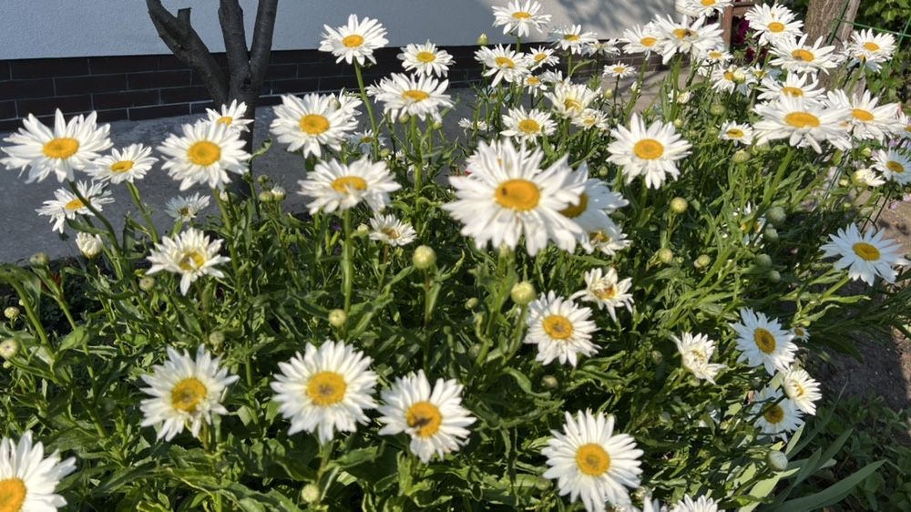 Ромашка сортова, велика.