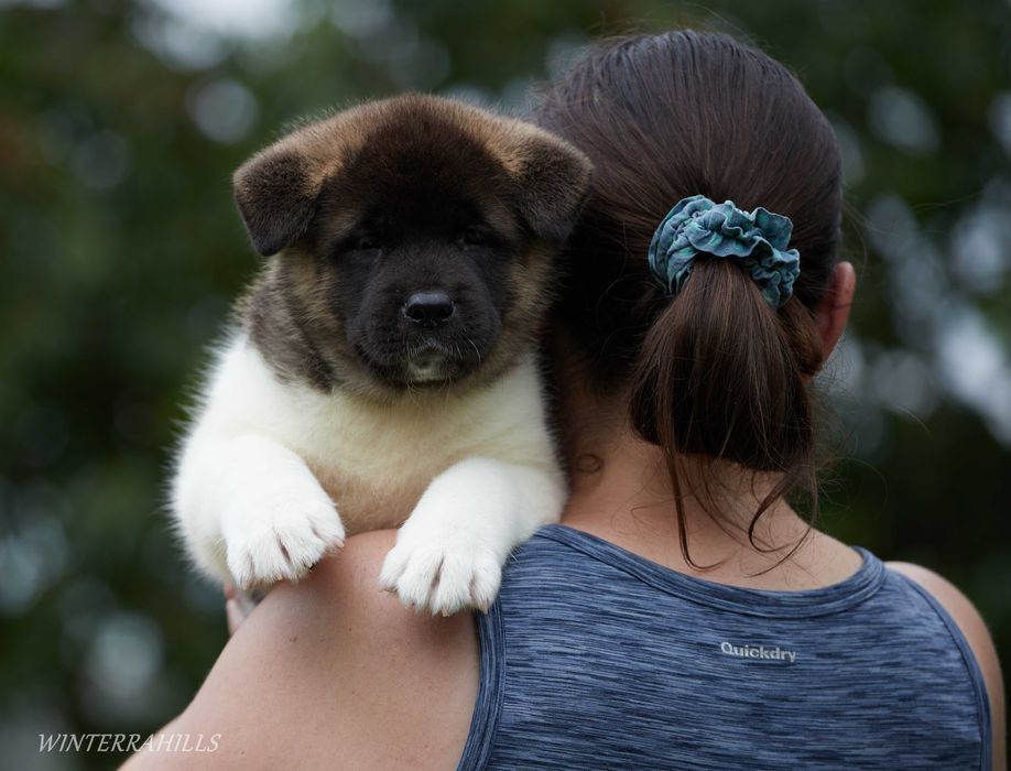 Видатні крові! Цуценята Американська Акіта КСУ / Акита Американская
