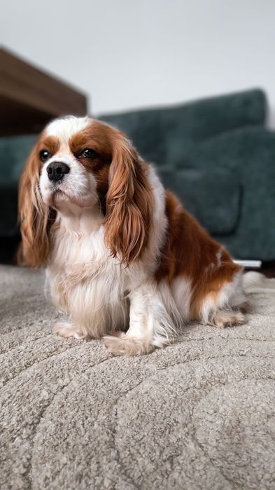 Cavapoo F1  Cavalier & Pudel