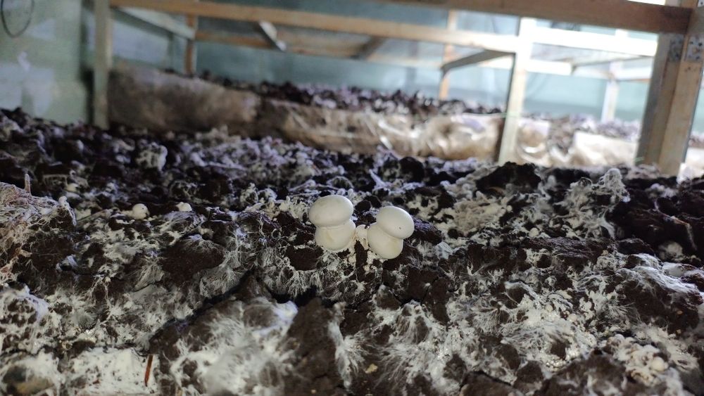 Грибний компост б/у