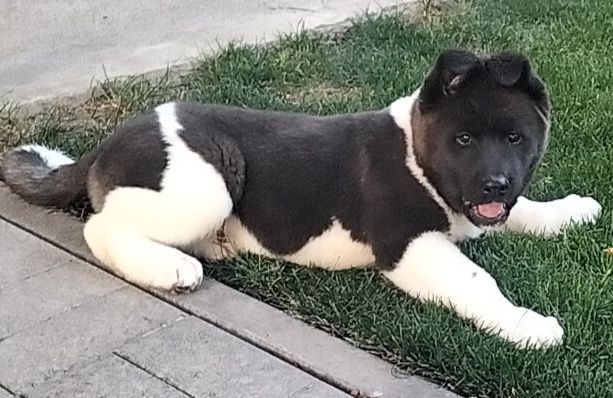 Акіти з доставкою