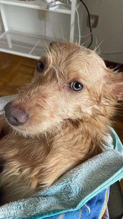 Cachorro de  10  meses porte pequeno já vacinado e com chip que tem que atualizar  quando for adotado