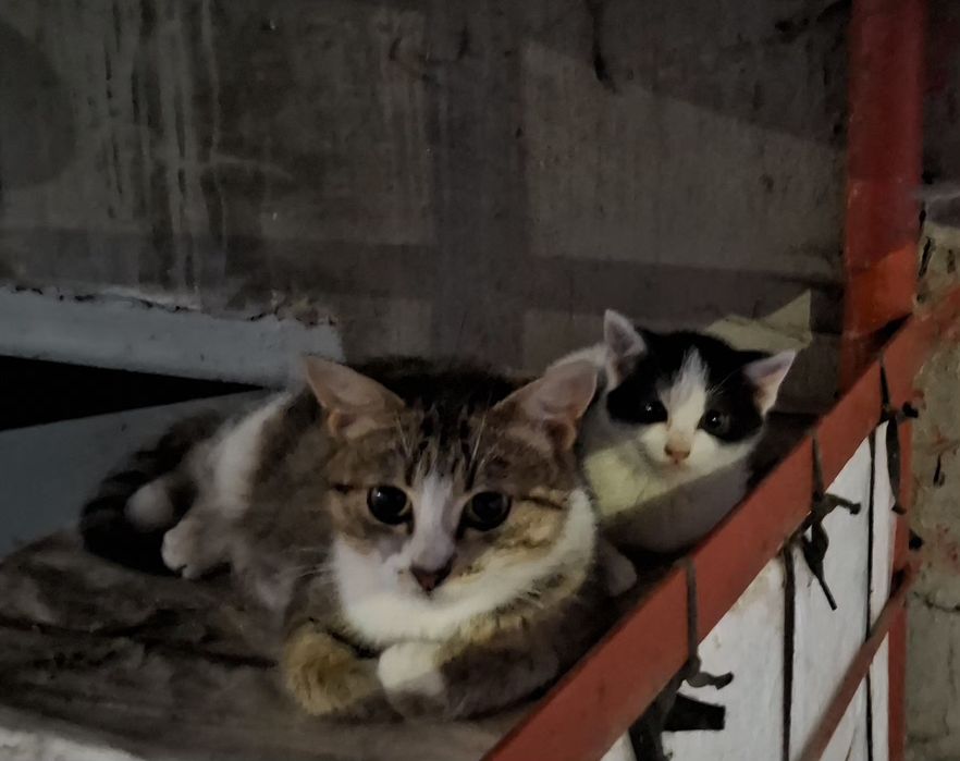 Безкоштовно  кошеня