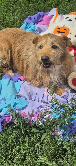 Piesek okolo 7 lat