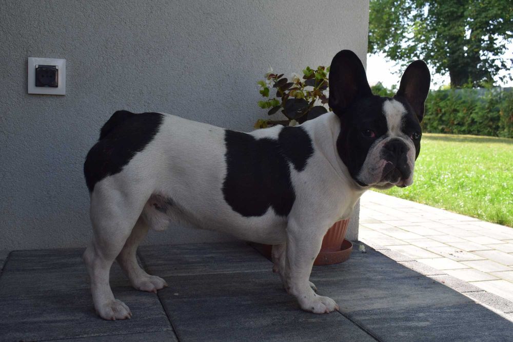 Buldog francuski szczenię - piesek