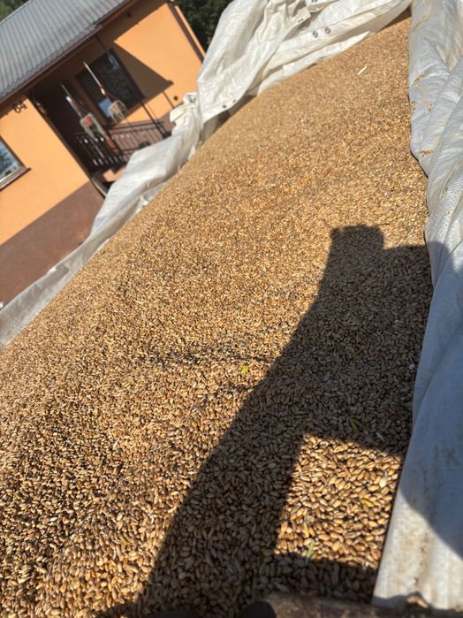 Pszenica ozima pakowana po 50kg