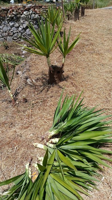 Para Doar Palmeiras Yucca