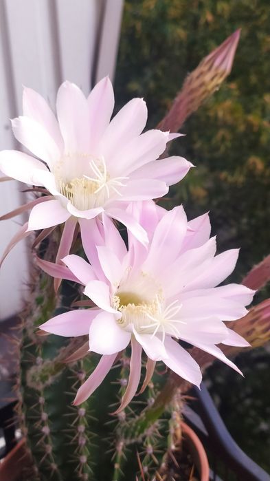 Кактусы взрослые