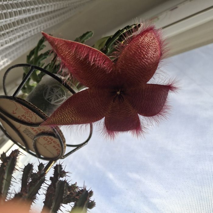 Стапелия Грандифлора крупноцветковая.