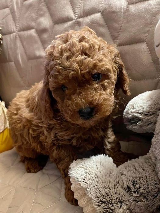 Ваша майбутня хвостата подруга