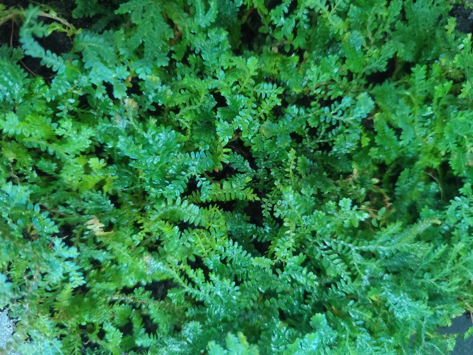 Widliczka Selaginella uncinata BOX XL