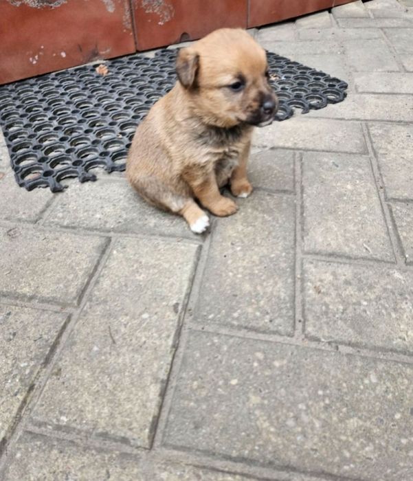 Szczeniaki szukają domów