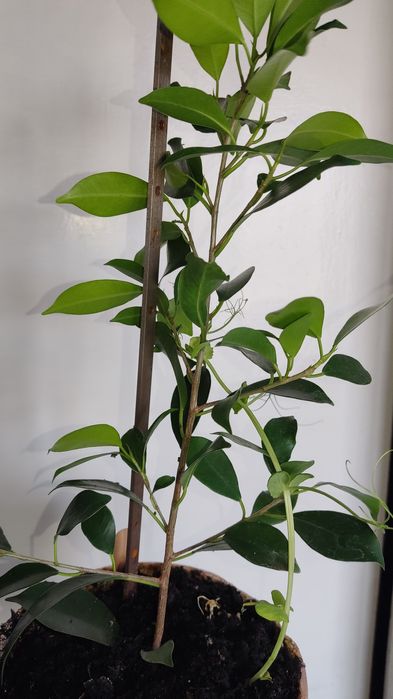 Фикус микрокарпа