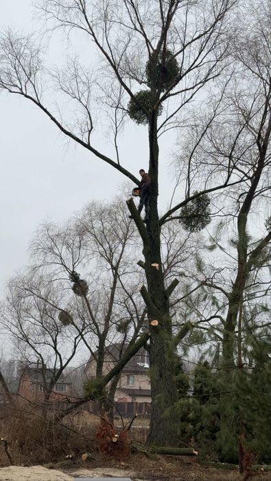 Спил аварійних дерев